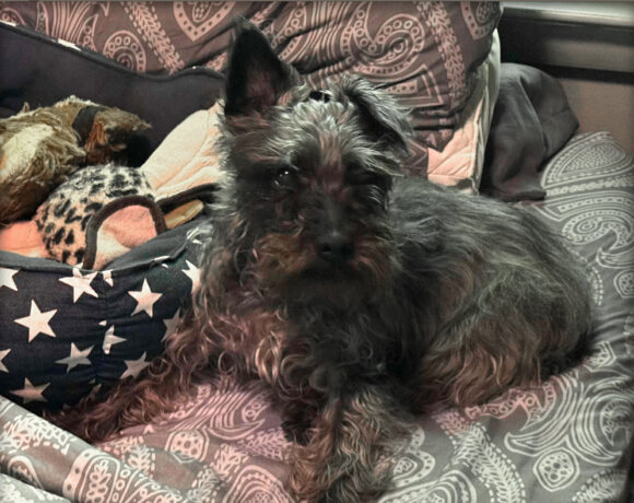 Scottie