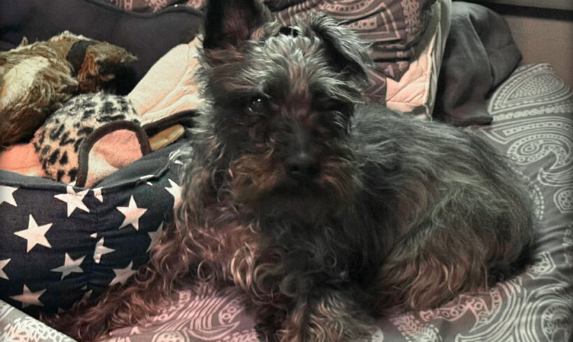Scottie