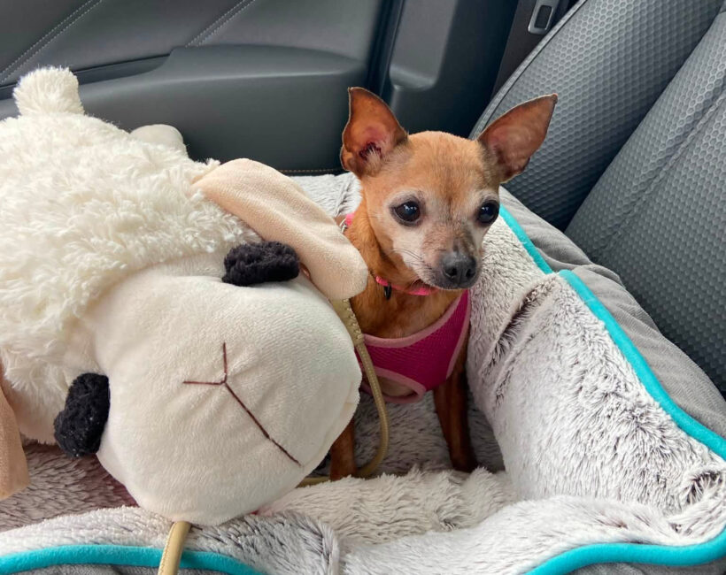 Frannie-Adopted! Frannie-Adopted!