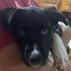 Bo
