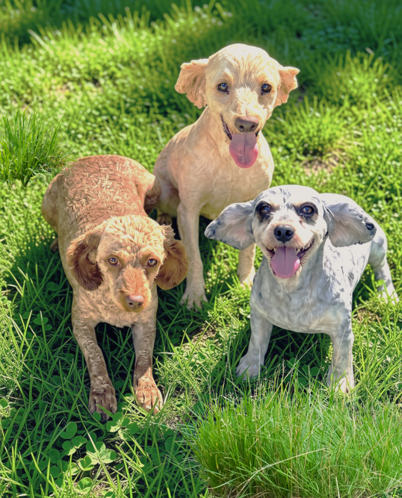 Parker, Jade & Pixie-Coming Soon! Parker, Jade & Pixie-Coming Soon!