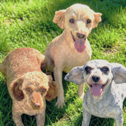 Parker, Jade & Pixie-Coming Soon!