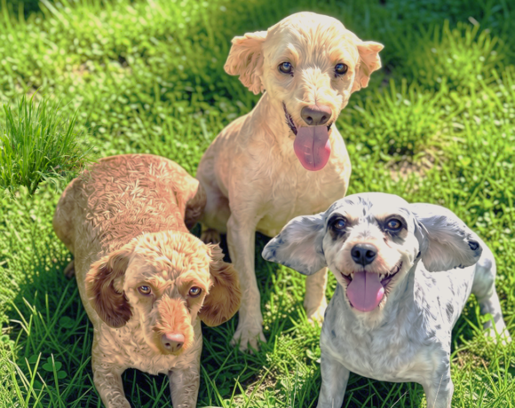 Parker, Jade & Pixie-Coming Soon!