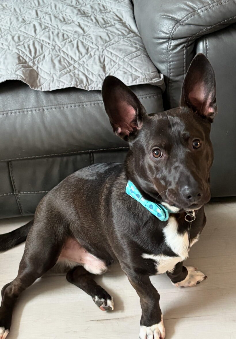 Bear-Courtesy Listing Bear-Courtesy Listing
