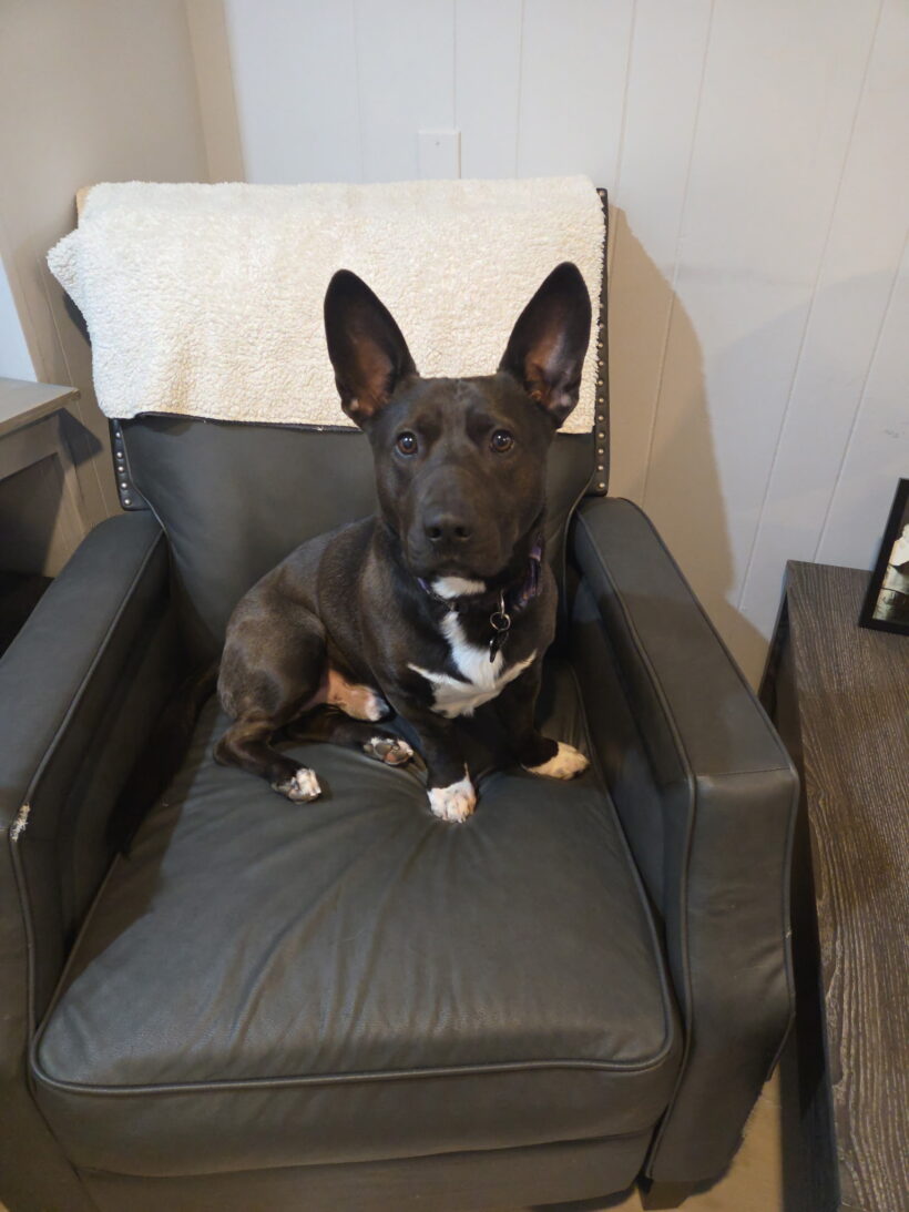 Bear-Courtesy Listing Bear-Courtesy Listing