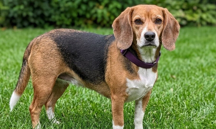 Brittany-Adopted!