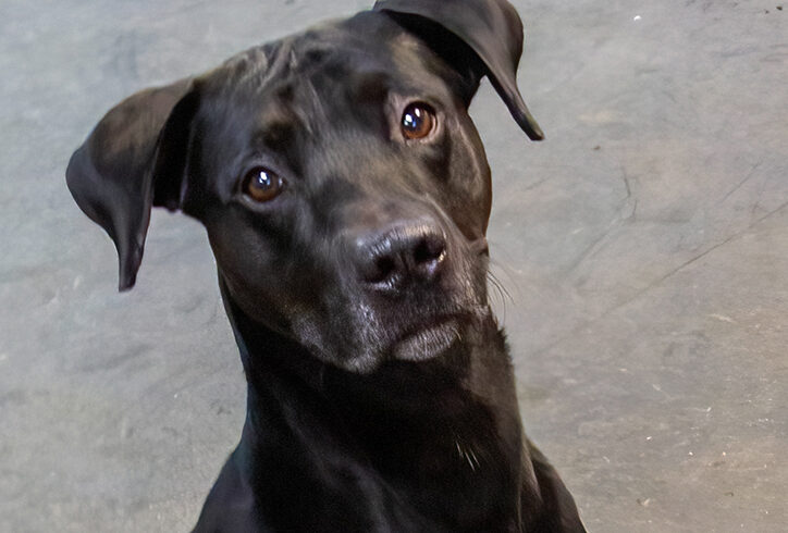 Luther-Adoption Pending