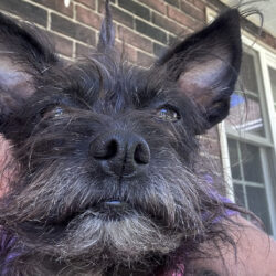 Maggie