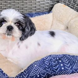 Pawlene