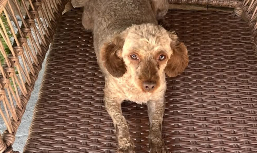 Pixie-Adopted!