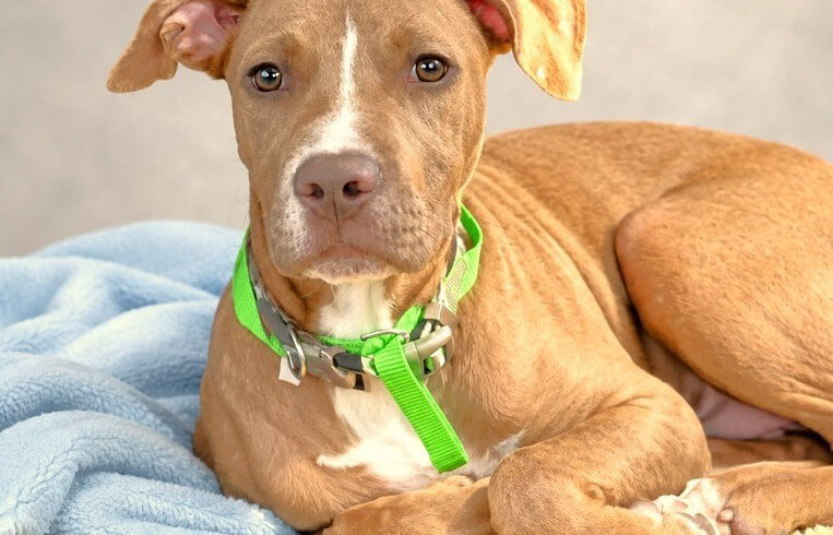 Quincy-Adopted!
