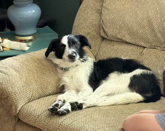 Rigby