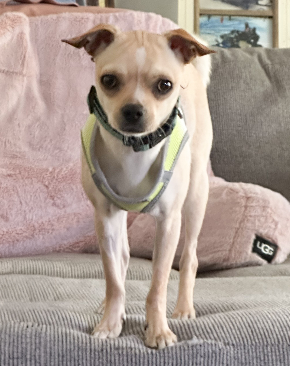 Stella Stella