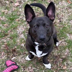 Bear-Courtesy Listing