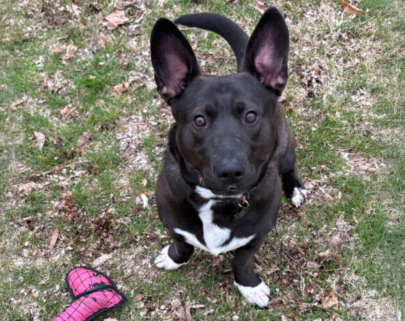 Bear-Courtesy Listing
