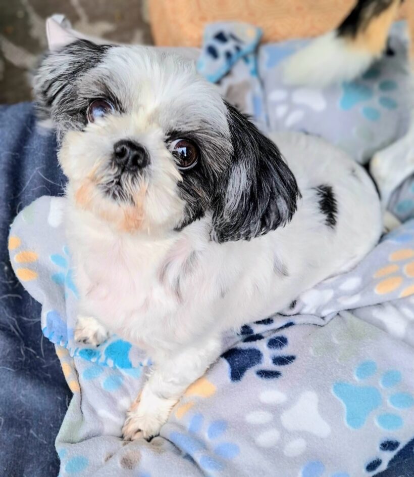 Pawlene Pawlene