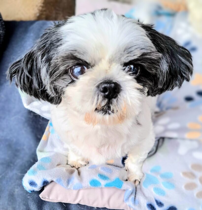 Pawlene Pawlene