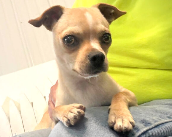 Stella