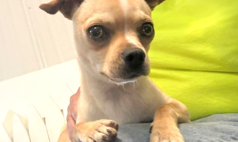 Stella