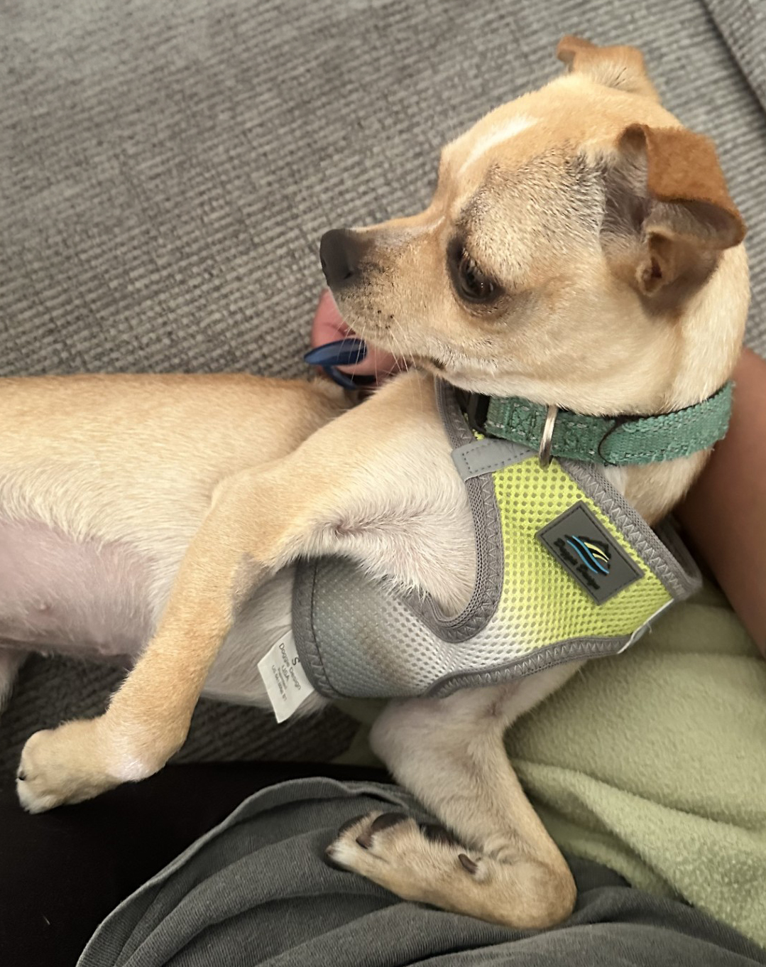 Stella Stella